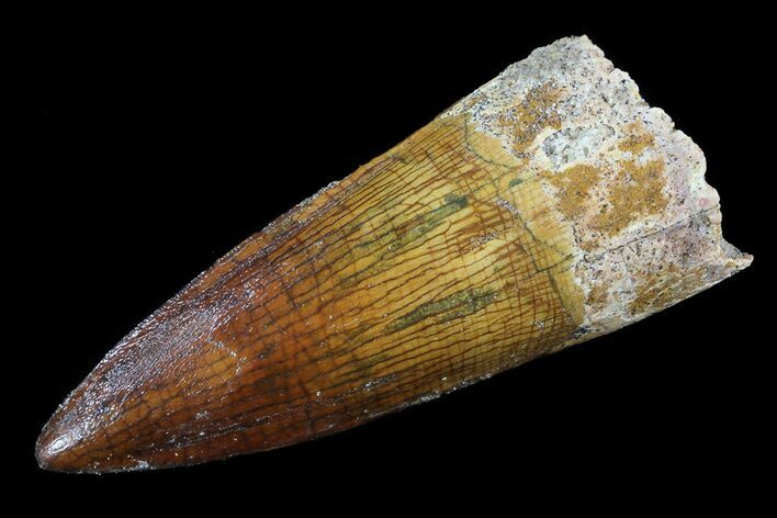 Spinosaurus Tooth - Top % Preservation #74929